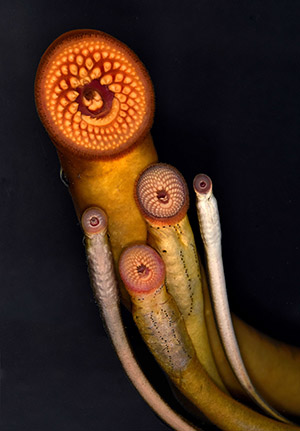 All 5 lamprey species found in the great lakes suctioned onto glass showing the differences in mouth and body sizes.  The sea lamprey is significantly larger.